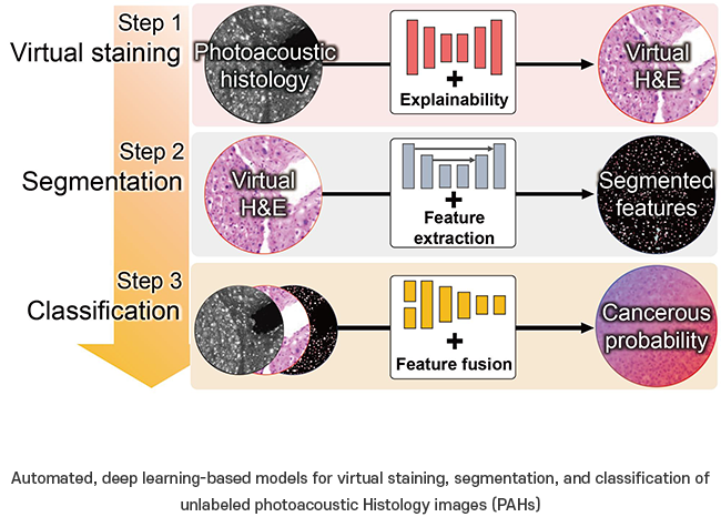 Postech-team-unveils-deep–learning-innovation-for-label-free-photoacoustic-histology-…