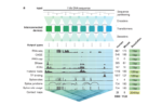 Google-deepmind’s-alphagenome-ai-predicts-how-non-coding-dna-can-drive-disease