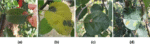 Apple-leaf-disease-severity-grading-based-on-deep-learning-and-the-drl-watershed-algorithm