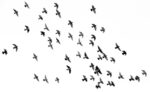 Ai-in-the-world-of-ornithology:-using-ai-to-learn-more-about-birds-|-hackernoon