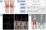 Re-examining-the-association-between-region-specific-pain-recurrence-and-muscle-force-…
