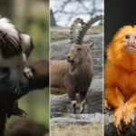 google-ai-helps-sequence-genomes-of-13-endangered-species