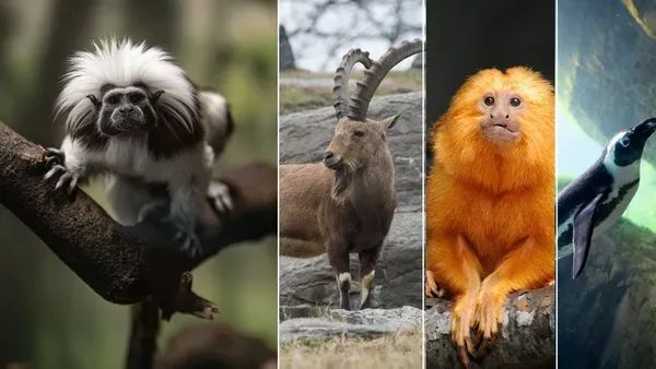 google-ai-helps-sequence-genomes-of-13-endangered-species