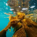 ai-deep-learning-aids-ucla-in-safeguarding-coastlines