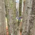 bats-inspire-advance-in-aerial-robots