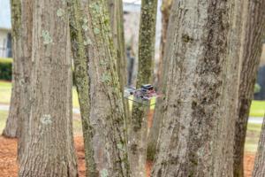 bats-inspire-advance-in-aerial-robots