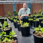 how-ai-accelerates-the-crop-breeding-cycle