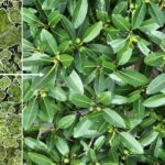 can-ai-reveal-the-hidden-life-of-a-rainforest?-|-conservation-international