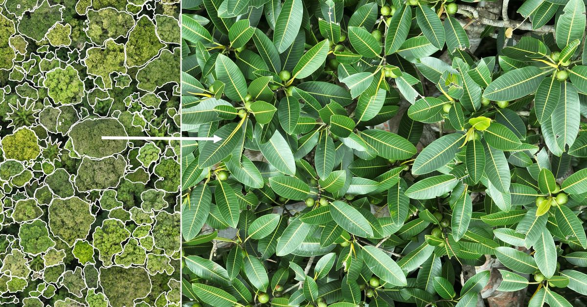 can-ai-reveal-the-hidden-life-of-a-rainforest?-|-conservation-international