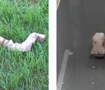 smarter-than-slithering-only:-ai-boosts-snakebot-movement-efficiency