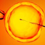 finding-‘hidden-sperm’:-new-technique-offers-hope-to-men-previously-told-they-were-infertile