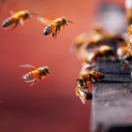 ai-can-identify-insects-by-using-radar-to-detect-the-flapping-of-their-wings