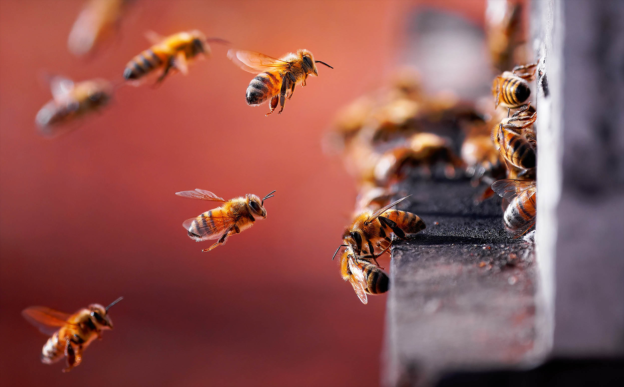 ai-can-identify-insects-by-using-radar-to-detect-the-flapping-of-their-wings