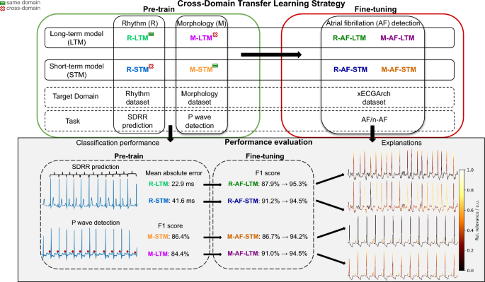 cross-domain-transfer-learning-strategy-enhances-interpretability-of-deep-learning-model-explanations-–-scientific-reports