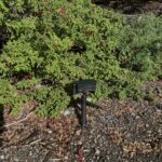 a-tiny-ai-listens-for-patagonia’s-giant-bumblebee-–-mit-media-lab