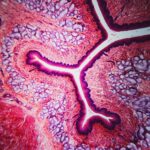 deep-learning-tissue-clocks-reveal-how-organs-age-and-leave-disease-linked-signals-in-blood