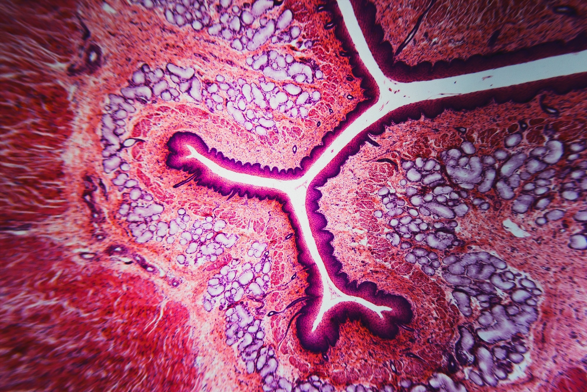 deep-learning-tissue-clocks-reveal-how-organs-age-and-leave-disease-linked-signals-in-blood