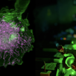 virtual-cells-built-from-4d-ai-models-and-“digital-twins”-could-speed-up-drug-discovery
