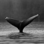 rutgers-researchers-use-ai-and-ocean-data-to-predict-whale-locations-near-offshore-wind-areas