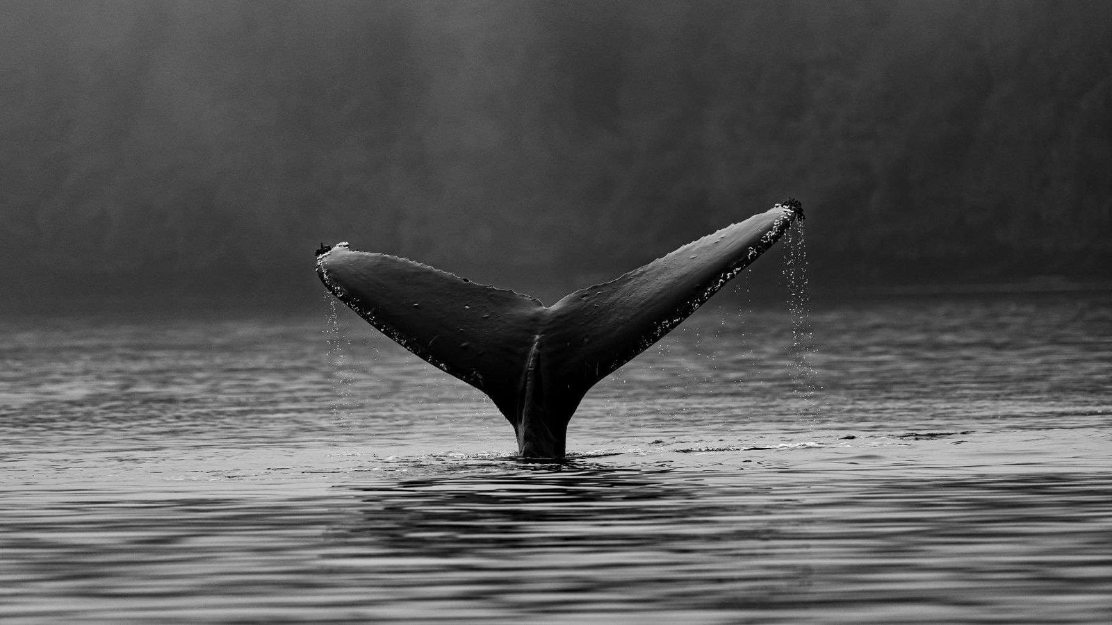 rutgers-researchers-use-ai-and-ocean-data-to-predict-whale-locations-near-offshore-wind-areas