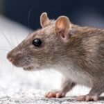 spark-deep-dive:-hong-kong-uses-ai-to-track-rodents