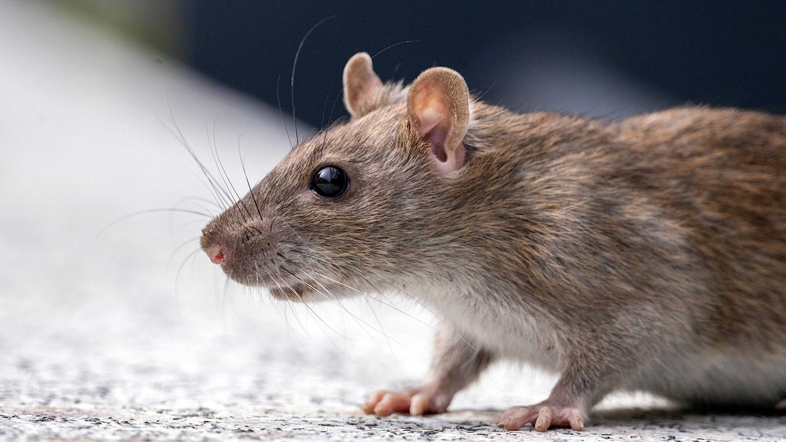 spark-deep-dive:-hong-kong-uses-ai-to-track-rodents