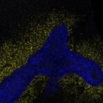ai-model-decodes-the-language-cells-use-to-communicate